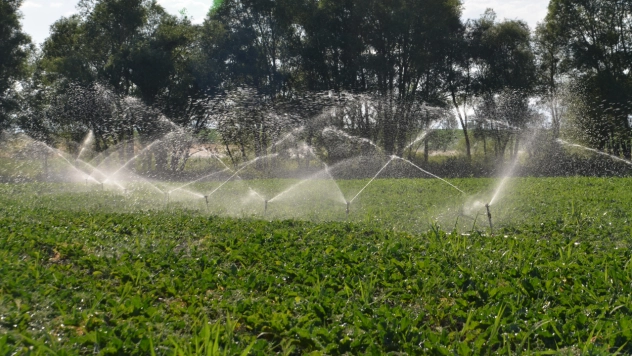 Muş'ta 60 bin dönüm alana şeker pancarı ekimi yapıldı