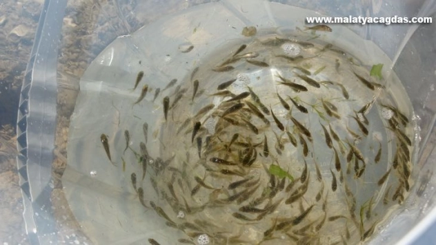 Muş'ta göl, gölet ve barajlara 1 milyon 281 bin yavru balık bırakıldı