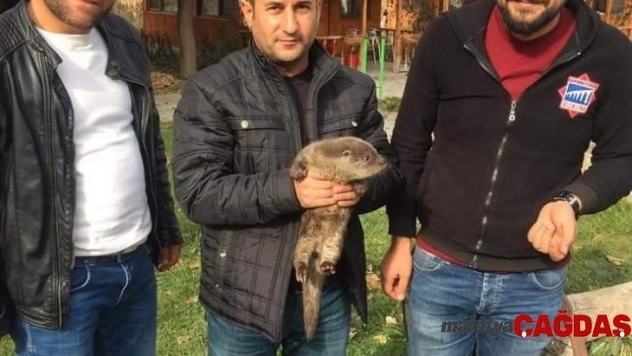 Muş'ta vatandaşlar tarafından bulunan yavru su samuru, doğal yuvasına bırakıldı