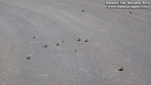 Muşlu çiftçilerin çekirge endişesi