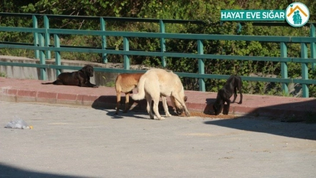 Mut'ta sokak hayvanları beslendi