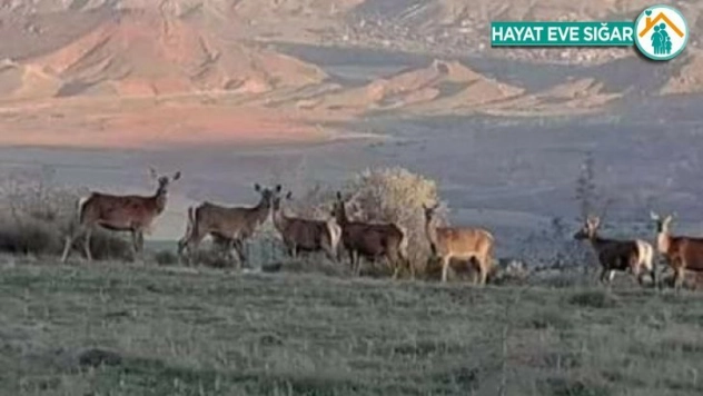Nallıhan'da geyik sürüsü görüldü