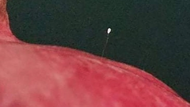 Nar üzerinde Udumbara çiçeği görüldü