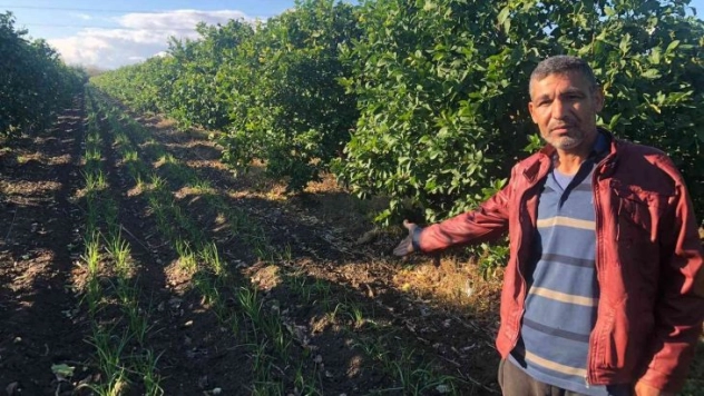 Narenciye bahçesini sarımsak tarlasına dönüştürdü