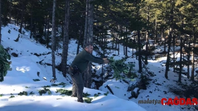 Nazilli'de av hayvanlarına yem bırakıldı