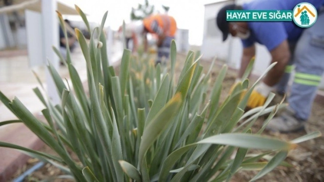 Nesli tükenen kum zambakları koruma altına alındı