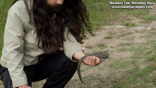 Nesli tükenme altında, Sivas'ta görüldü