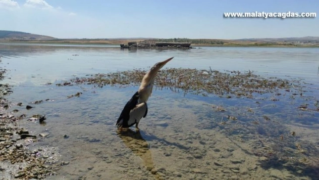 Nesli tükenme tehlikesi altında olan iki balaban kuşu bulundu