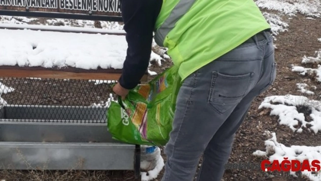 Nevşehir Belediyesi soğuk havalarda sokak hayvanlarını unutmadı