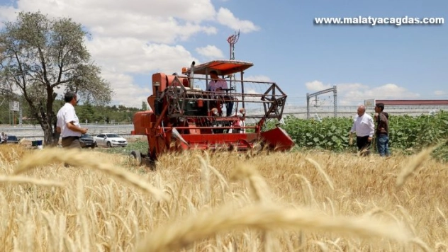 Nostaljik yöntemlerle hasat edildi, çiftçiye kazandırılacak