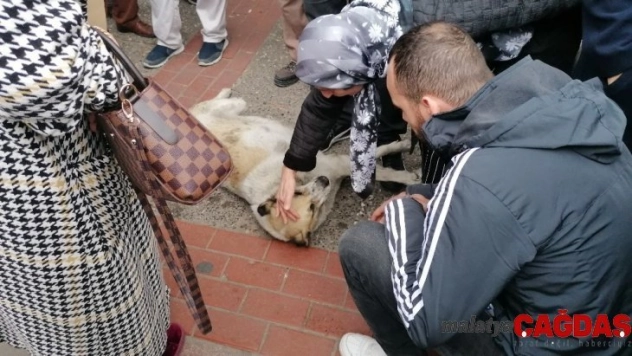 Numaracı köpek vatandaşları seferber etti