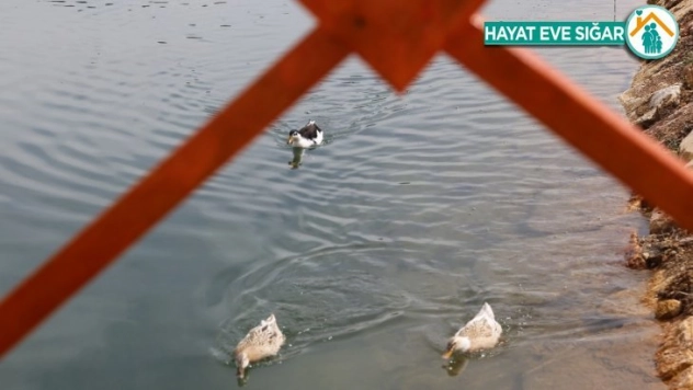 Öğrencisiz kampüste bahar manzaraları