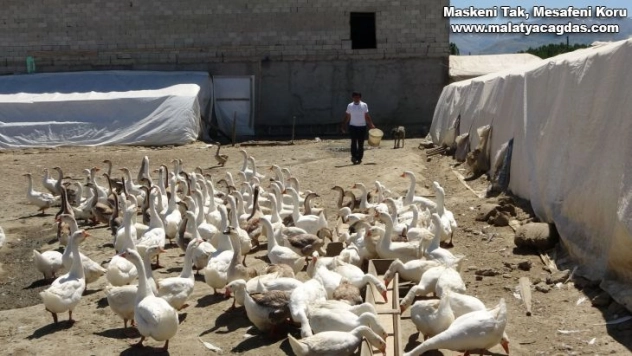 Öğretmenliği bırakıp kaz üretim çiftliği kurdu