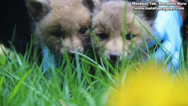 Öksüz kalan yavru kurtlar emin ellerde