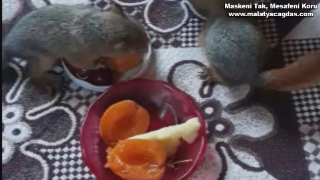 Öksüz kalan yavru sincaplara sahip çıktılar