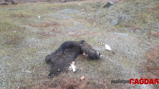Öldürdükleri domuzları parçaladılar, derilerini yol kenarına bıraktılar