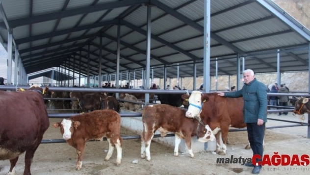 Oltu'da besicilerin kapalı canlı hayvan pazarı memnuniyeti