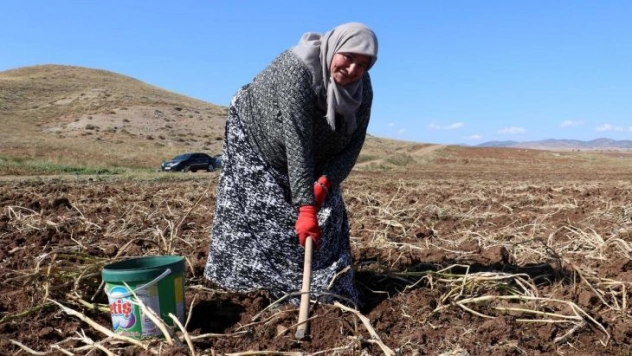 Onlarca kişi tarlaya akın etti, toprağın altından elleri ile tek tek çıkartıyorlar