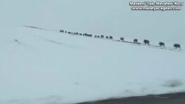 Onlarcası bir arada görüntülendi, görüntüler hayrete düşürdü