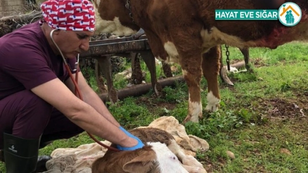 Onlarda hayvan sağlığı için görev başında