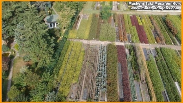 Ordu'da geçen yıl 1,6 milyon fidan üretildi