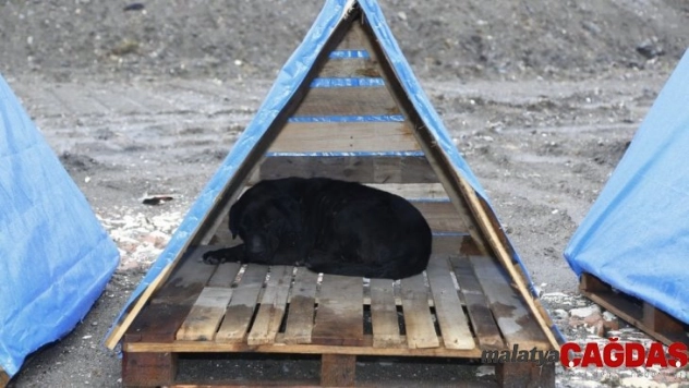 Ordu'da sokak hayvanlarına kulübe