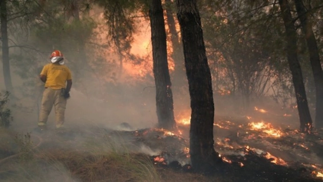 Ormanlar için canlarını hiçe sayıyorlar