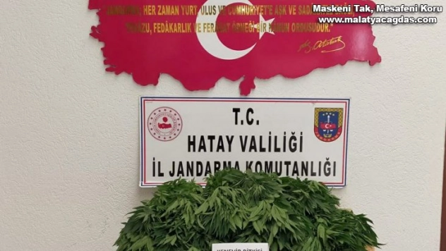 Ormanlık alanda 378 kök Hint keneviri ele geçirildi