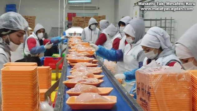 Orta Doğu'nun tavuğu Malatya'dan