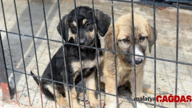 Osmangazi'de can dostlar sahipsiz değil