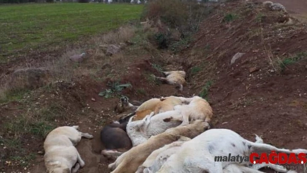 Osmaniye'de onlarca köpeği öldürüp çukura doldurdular