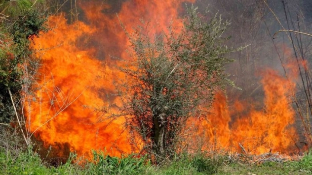 Osmaniye'de orman yangını