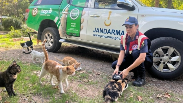 Osmaniye'de sokak hayvanlarına mama desteği