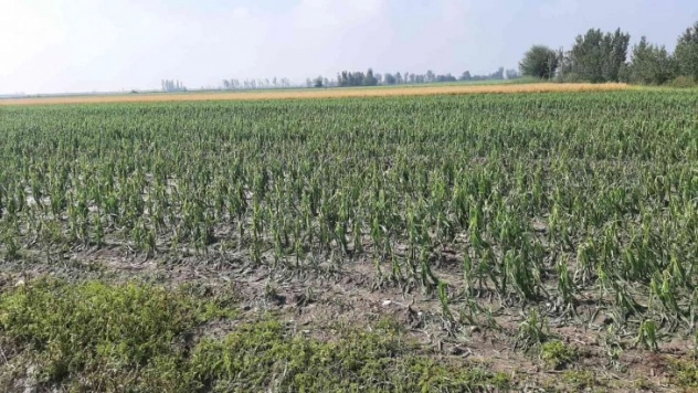 Osmaniye'de tarım arazileri doludan zarar gördü