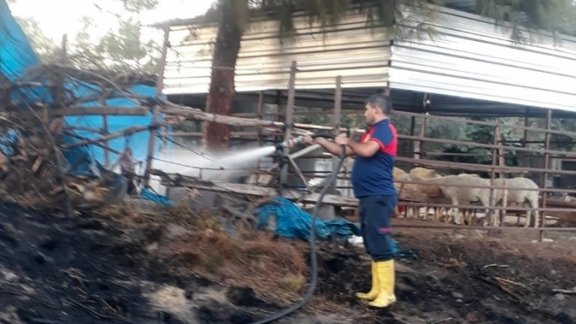 Otluk alanda çıkan yangın ağıla ulaşmadan söndürüldü
