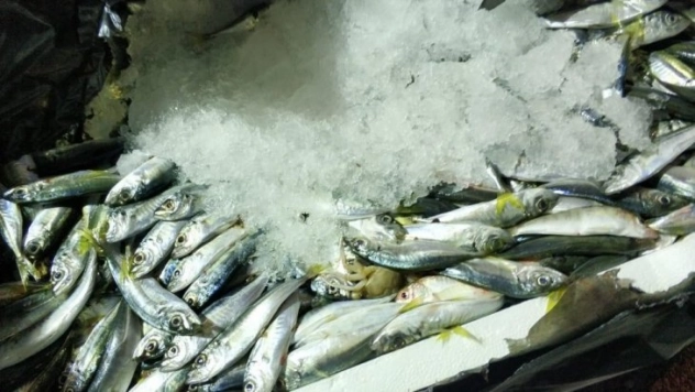 Otobüs bagajındaki 1,5 ton balığa el konuldu