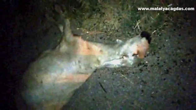 Otomobil koyun sürüsüne daldı, 19 koyun telef oldu