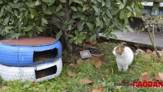 Otomobil lastikleri kediler için sıcak yuvaya dönüştürüldü