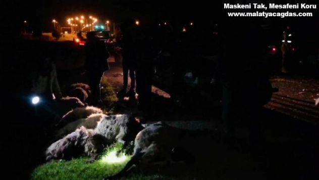 Otomobil sürüye daldı, 29 hayvan telef oldu