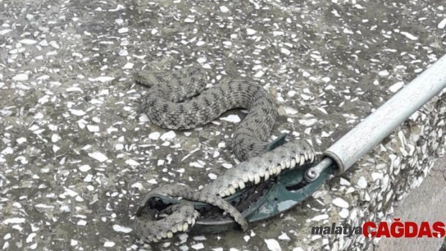 Otomobilde yılan paniği