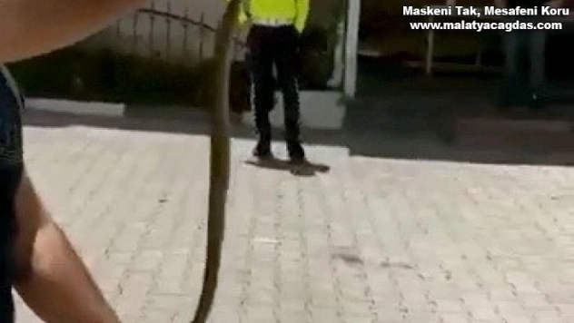 Otomobile giren yılanı elleriyle çıkardı