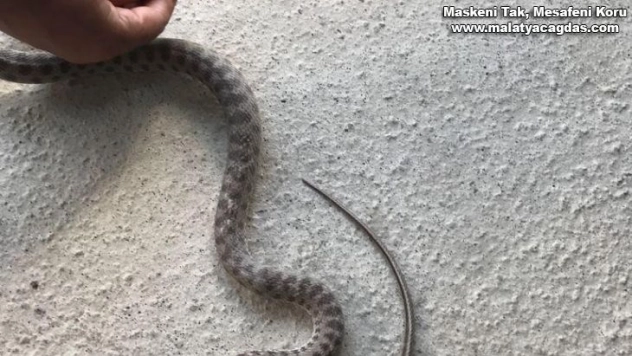 Otomobilin alt kısmına giren yılanı itfaiye çıkardı