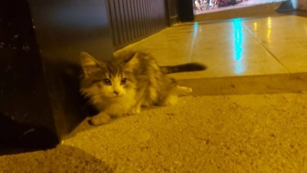 Otomobilin çarptığı kedi, tedavi altına alındı