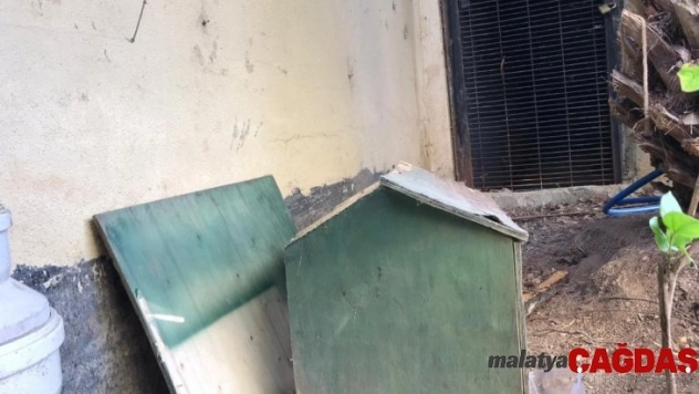 (Özel) Ataşehir'de lüks sitede kedi evi tartışması