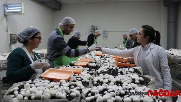 (Özel) Engelli öğrenciler mantar üretimine başladı, hedef yılda 1,5 ton
