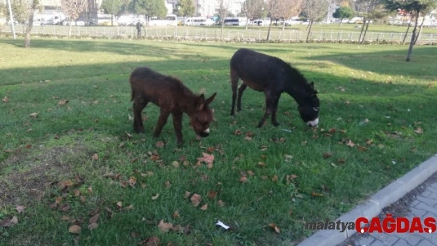 (Özel) İstanbul'un en kalabalık ilçesinde vatandaşların eşek ve sıpa şaşkınlığı