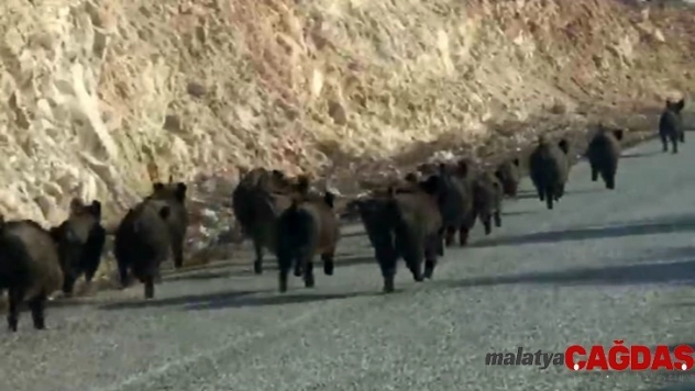 (Özel) Kara yoluna çıkan domuz sürüsünün şaşırtıcı görüntüsü