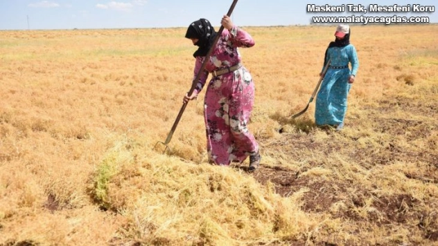 (Özel) Siverek'te mercimek hasadına başlandı