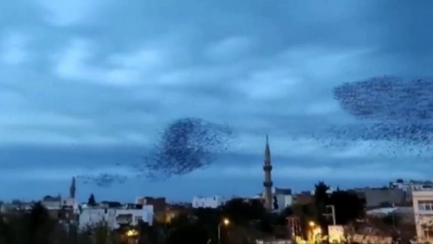 (özel) Siverek'te sığırcık kuşları gökyüzünde görsel şölen oluşturdu