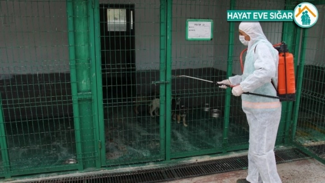 (Özel) Sokak hayvanları korona virüsle mücadele döneminde unutulmadı